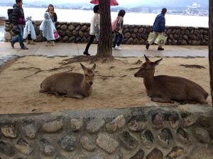 There are small docile deer on Miyajima island that prey on tourists for food. Similar to the deer, only with a little more sheen to their coat, the deer are considered a sacred animal.