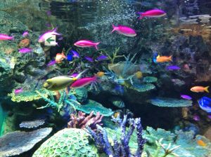 I ran out of snow pictures so here is a picture of fishes at the aquarium.