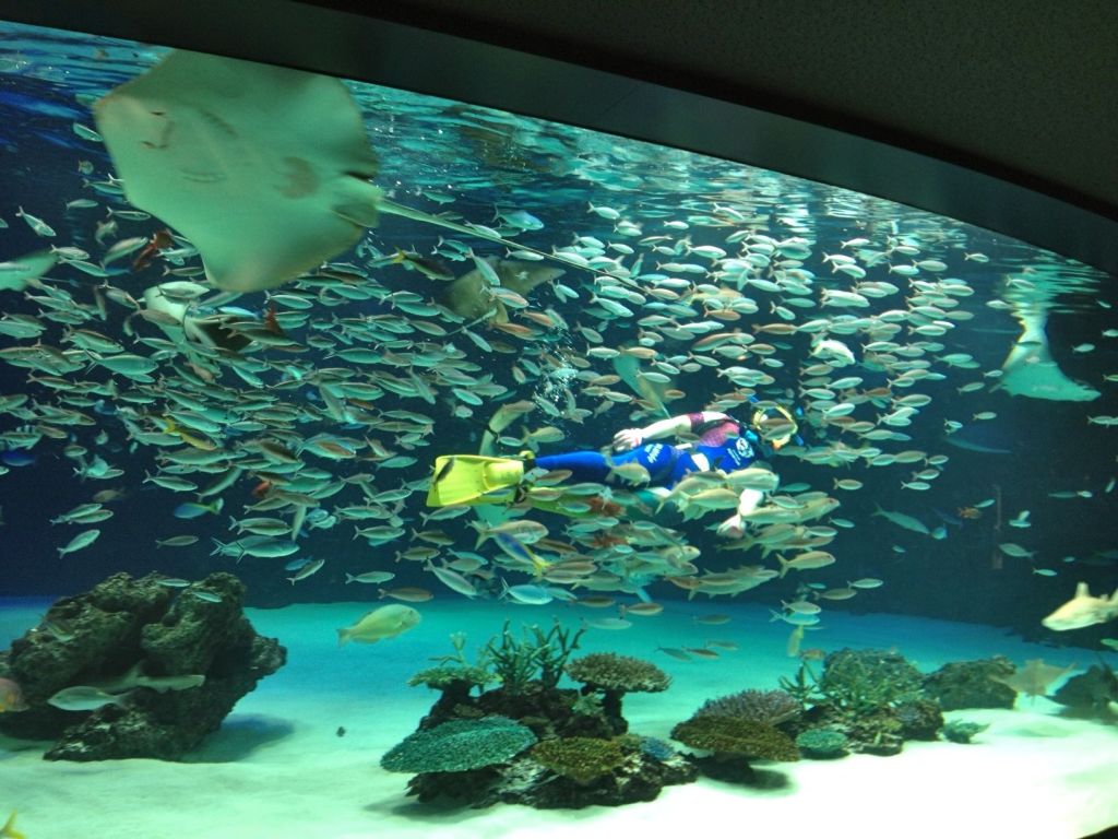 A scuba diver in the tank feeding all the sakana (fish).