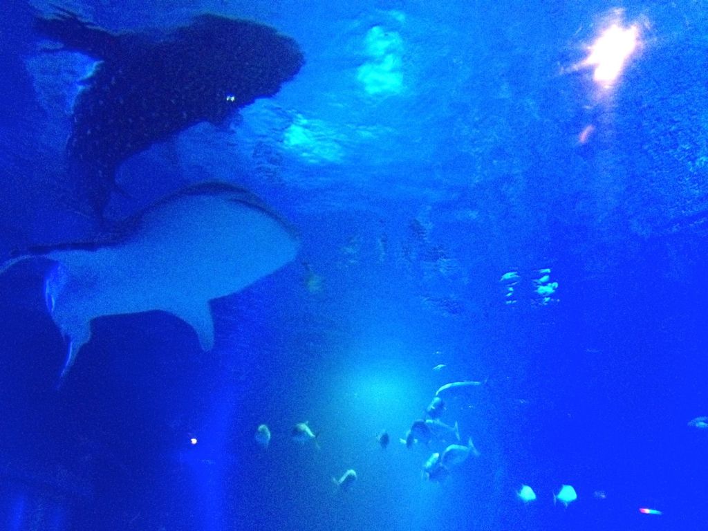 Yu-chan. She's a goddamn whale shark!