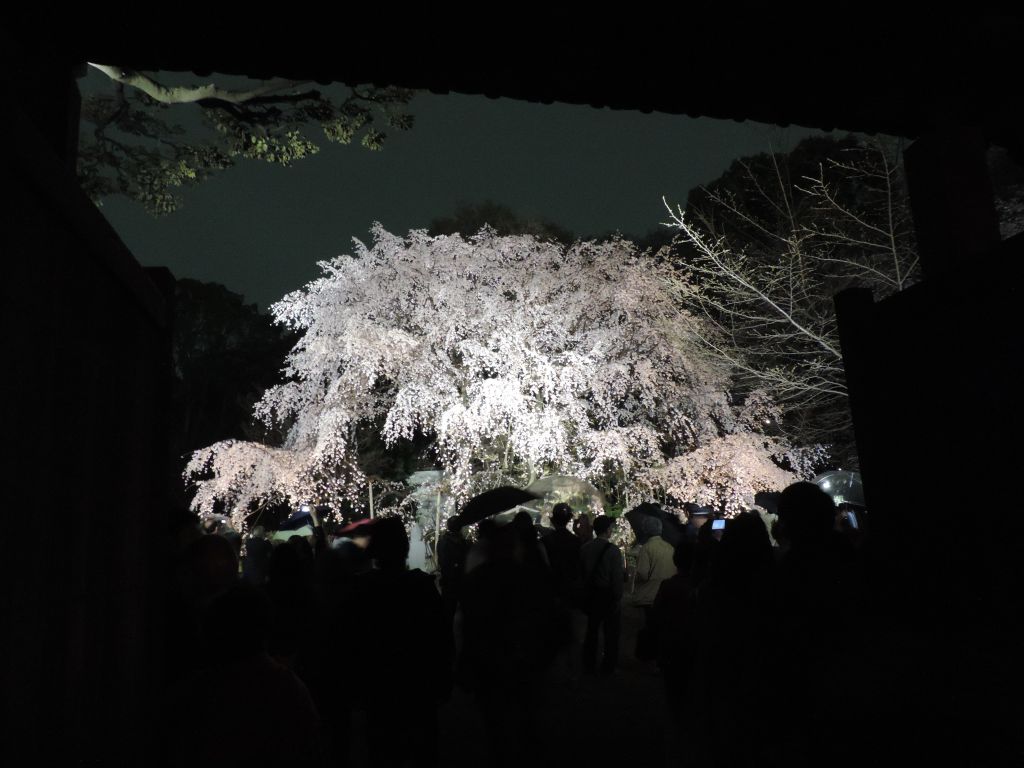 Finally, here are pictures taken with our new camera at Rikugien.