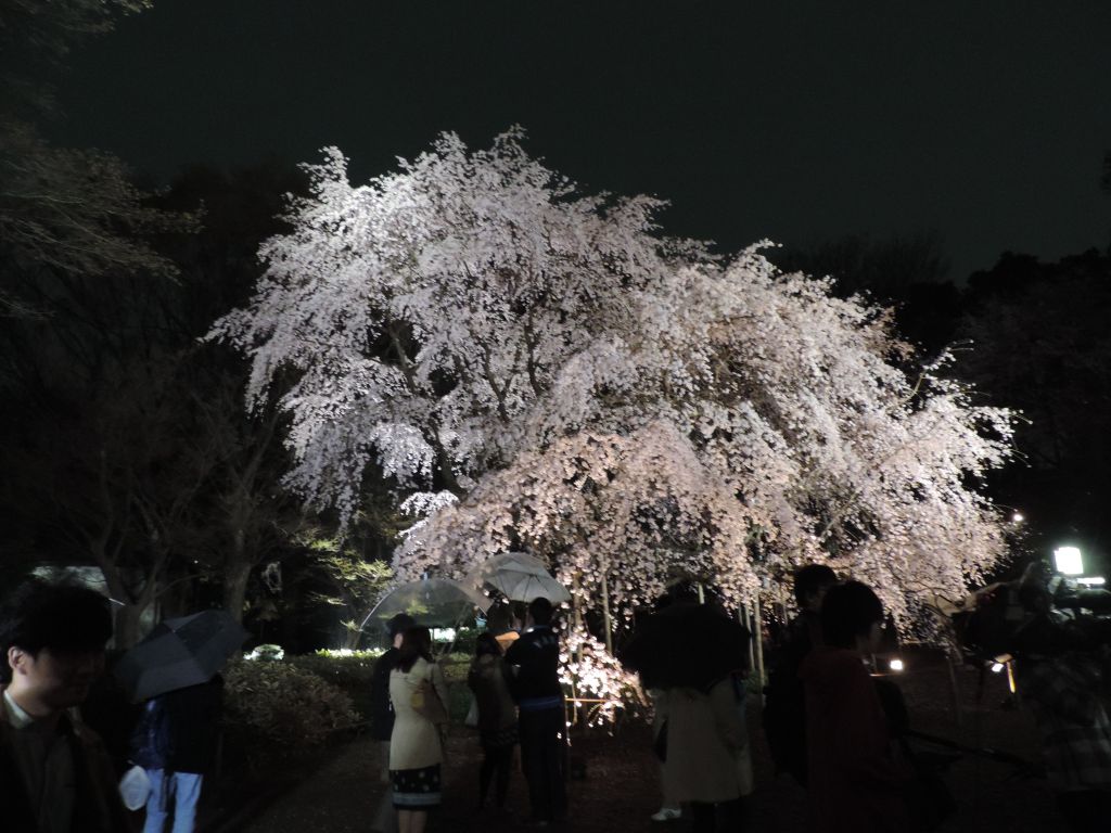 A night time view of the weeping cherry tree at Rikugien gardens near Komagome Station.