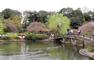The sakura (cherry blossoms) at Shinjuku Gyoen (Park). "Hanami" is the word used to describe the event. It literally means "looking at flowers."