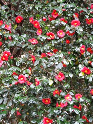 Most photographers avoided the overcrowding problem by just taking close up shots of flowers.