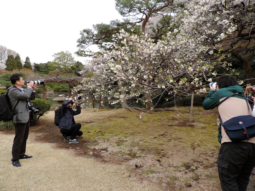Eventually I just gave up entirely and decided to start taking pictures of the people taking pictures of the flowers.