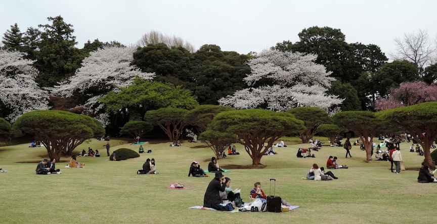 The tradition for hanami is to sit in the park with your loved ones and drink alcohol. However, alcohol is not allowed in Shinjuku Park. So all there is to do is sit.