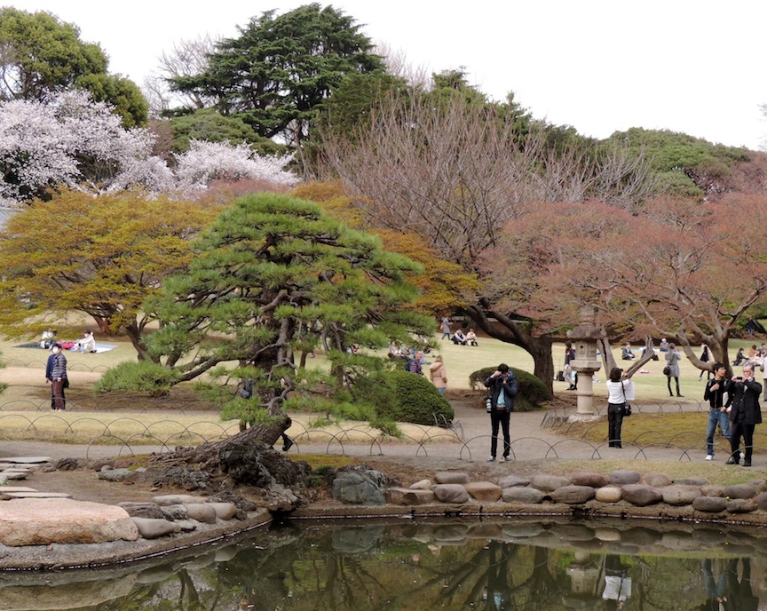 In the end, the story of Shinjuku Gyoen is about hanami. Hanami includes the cherry blossoms as well as the people who enjoy them.