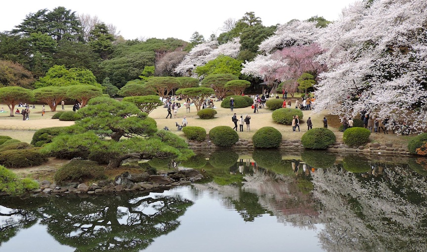 I finally made it to Shinjuku Park to see the cherry blossoms.