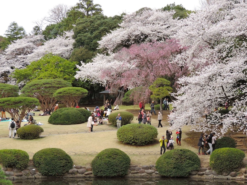 This is a view of the garden from the other side of the pond.