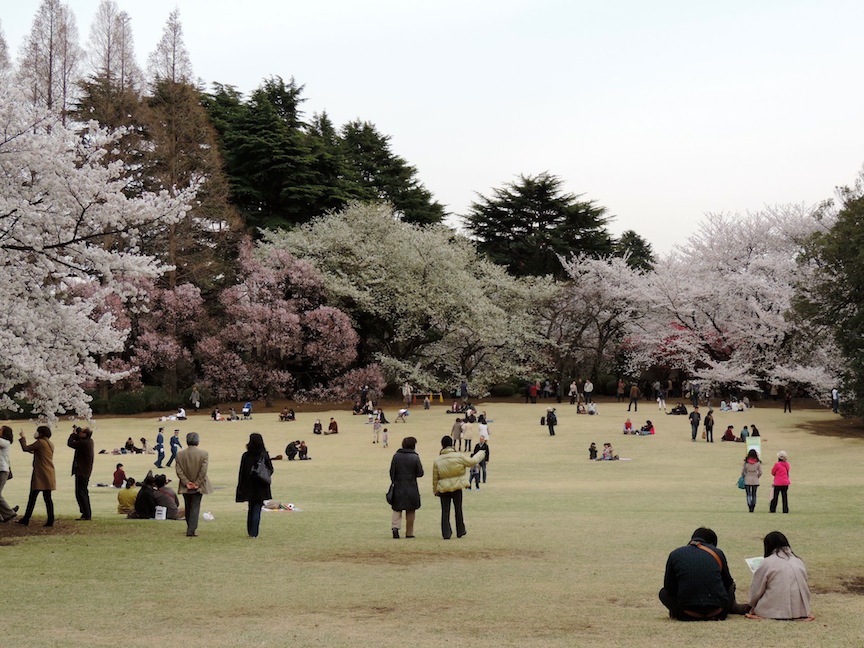 Whatever it is you do, hanami is an outstanding way to reconnect with loved ones.