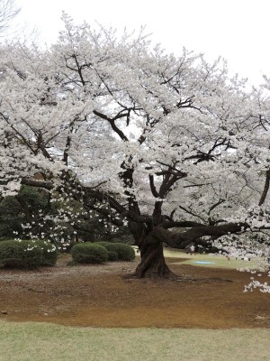 Since the park was so damn crowded, the biggest problem I had was people wandering into my shot.