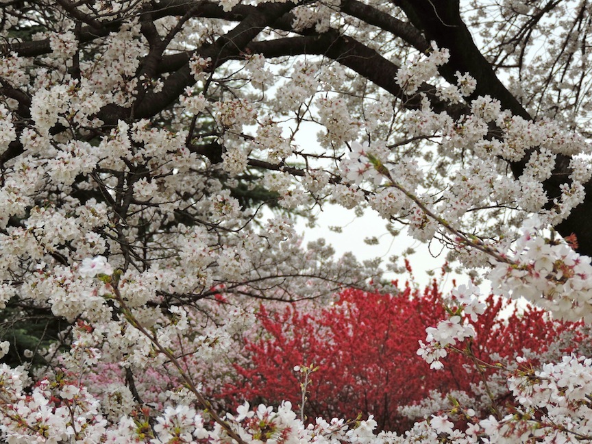 The very last photo I took of the day was a close up shot, and then my battery died. So the close up flower shots killed my camera and are thus a bad idea in general.