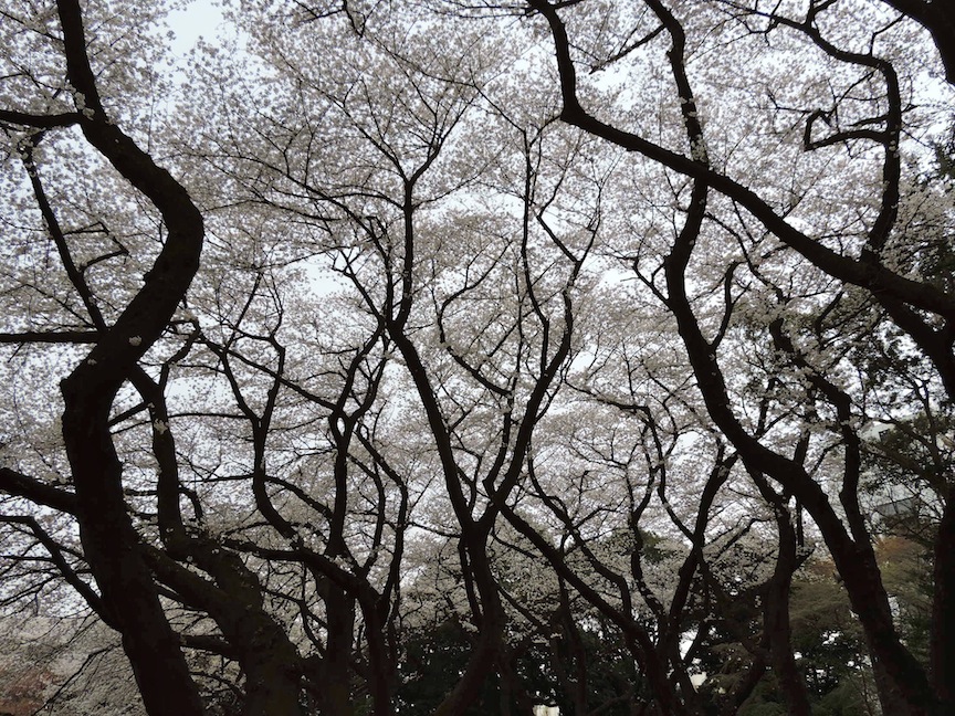 Another technique I used to avoid stray passerby was just taking photos of the treetops.