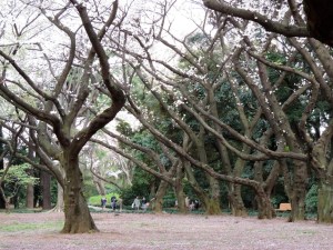 They're not cedar trees, but they are pretty trees.