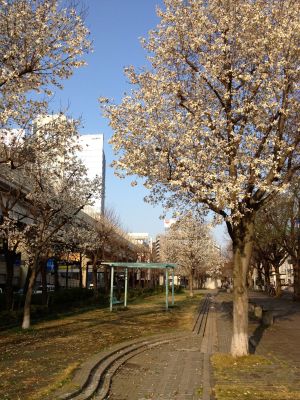 Some cherry trees in bloom viewed during the walk home.