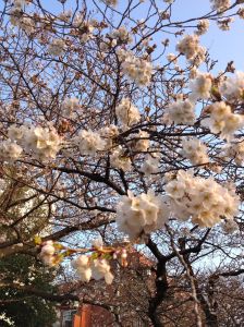 Some cherry blossoms that bloomed prematurely.