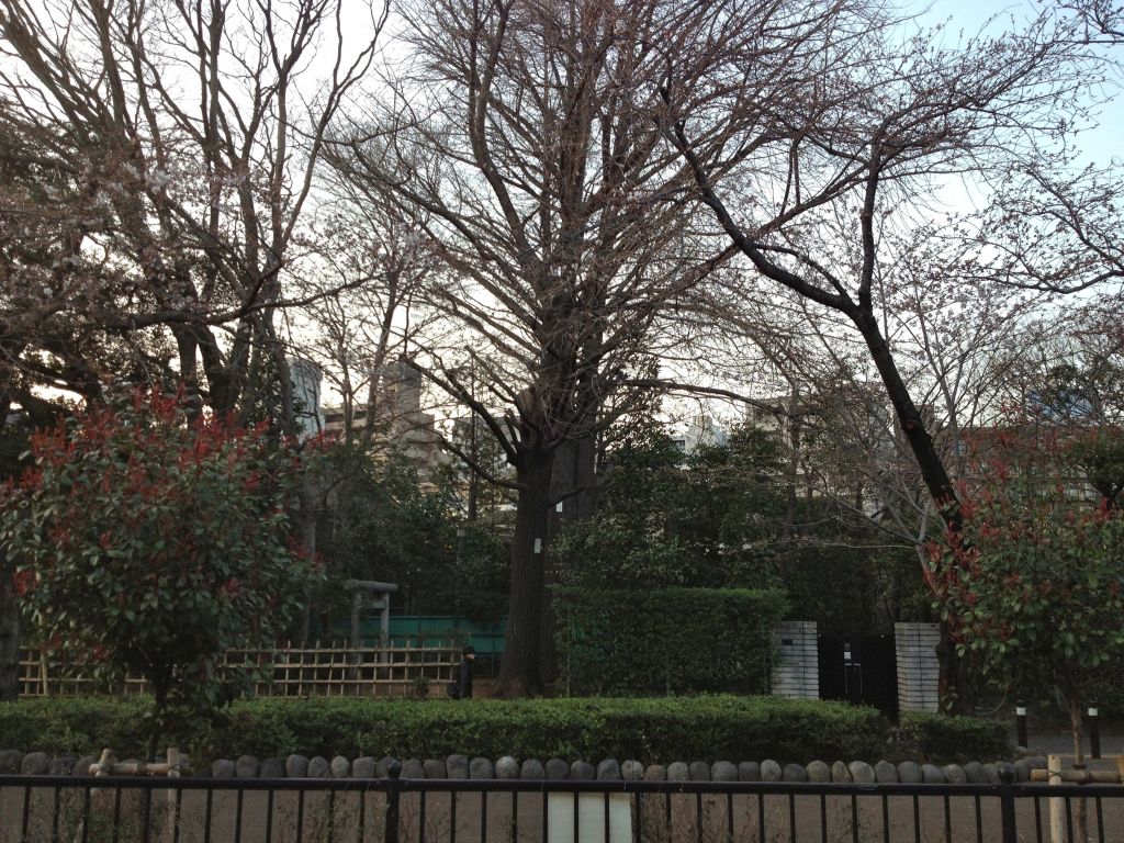 This is the cherry blossoms at the shrine across the street from our apartment. Today (one day later) they are in full bloom.
