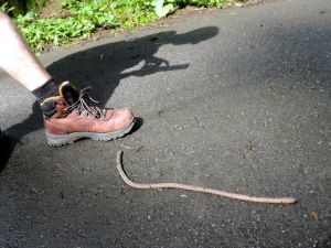 A freaking worm 3 times the size of Joe's boot. A client suggested it might be a tsuchinoko.