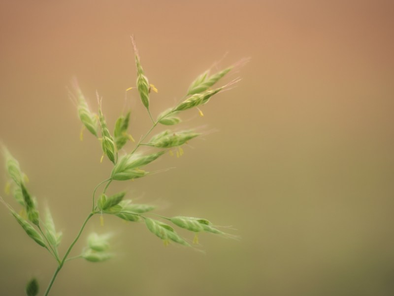 Hayseed Press: We’re Doing This&nbsp;Thing