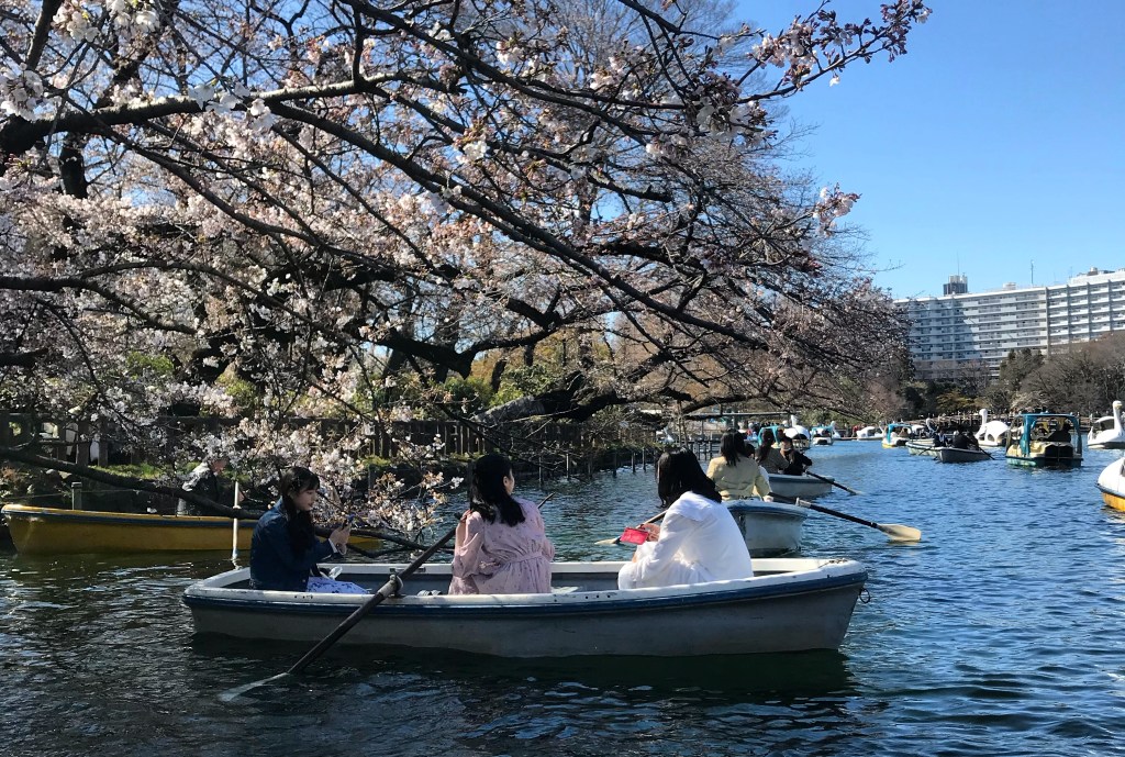 Inokashira Park cherry blossoms