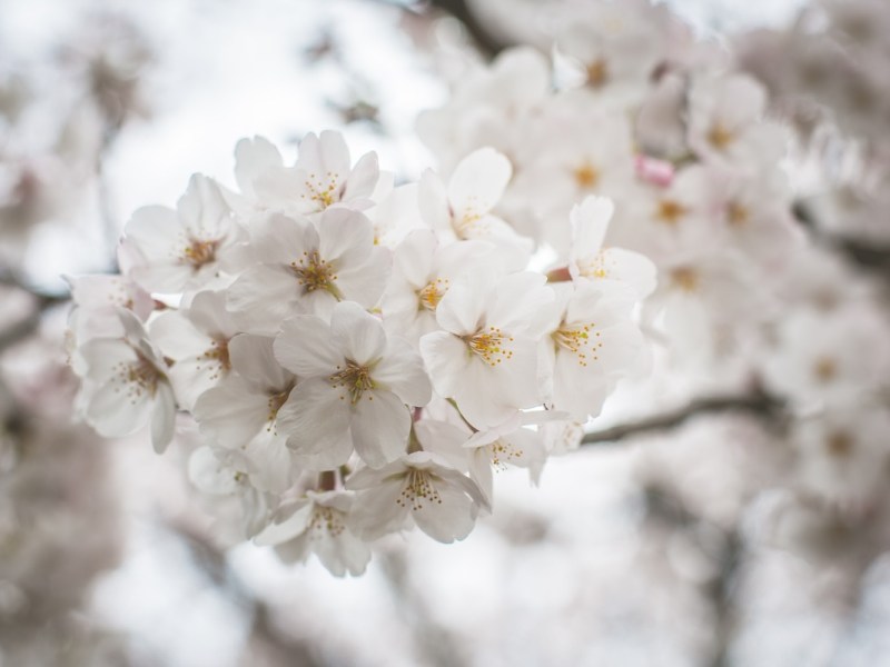 Nick’s Guide to Tokyo’s Cherry Blossom&nbsp;Season